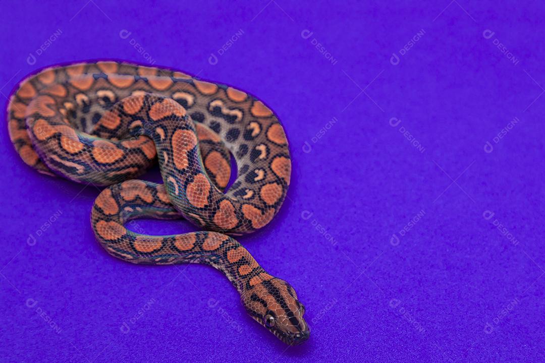 Epicrates cenchria é uma espécie de jibóia endêmica Imagem JPG