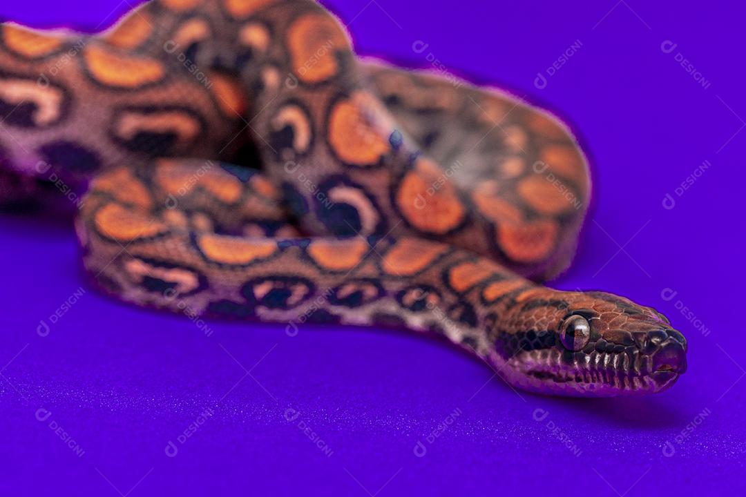 Epicrates cenchria é uma espécie de jibóia endêmica Imagem JPG