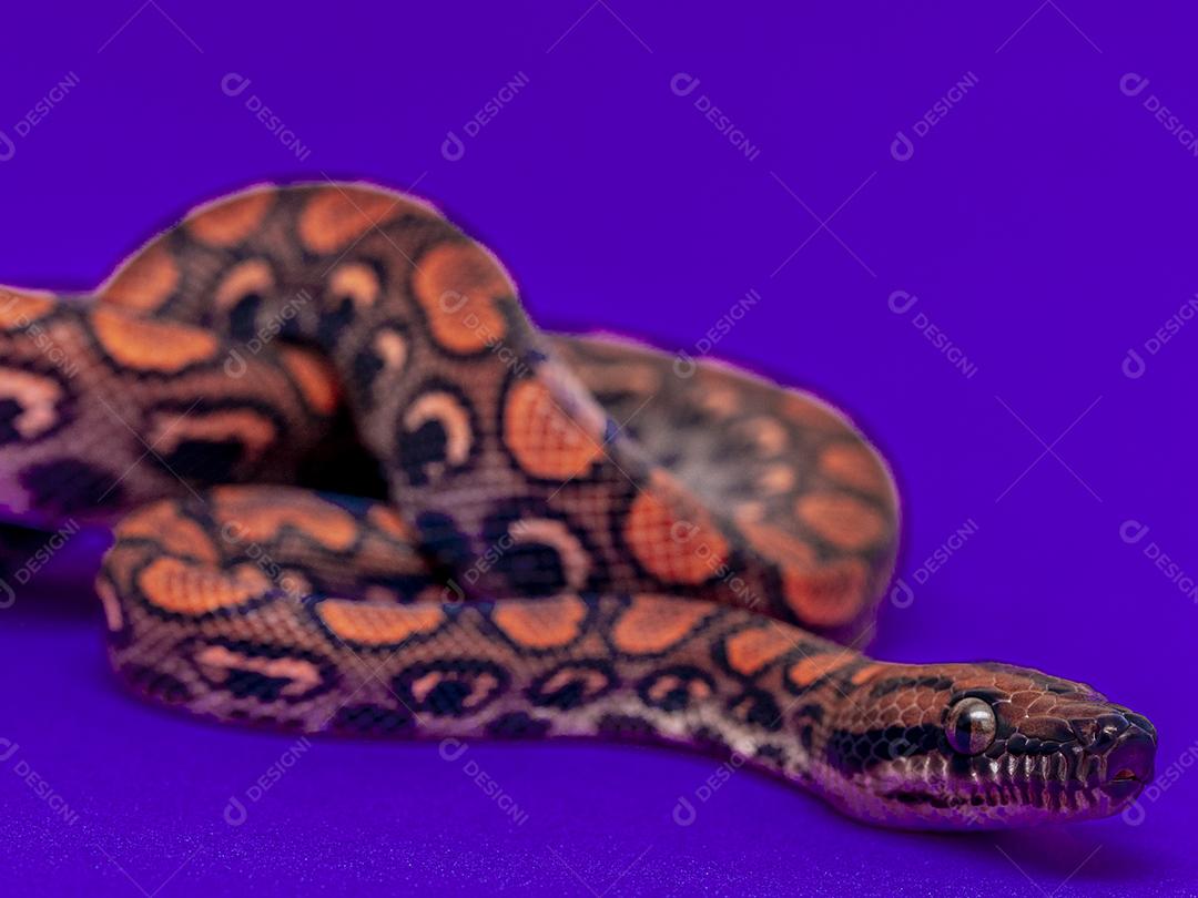 Epicrates cenchria é uma espécie de jibóia endêmica Imagem JPG