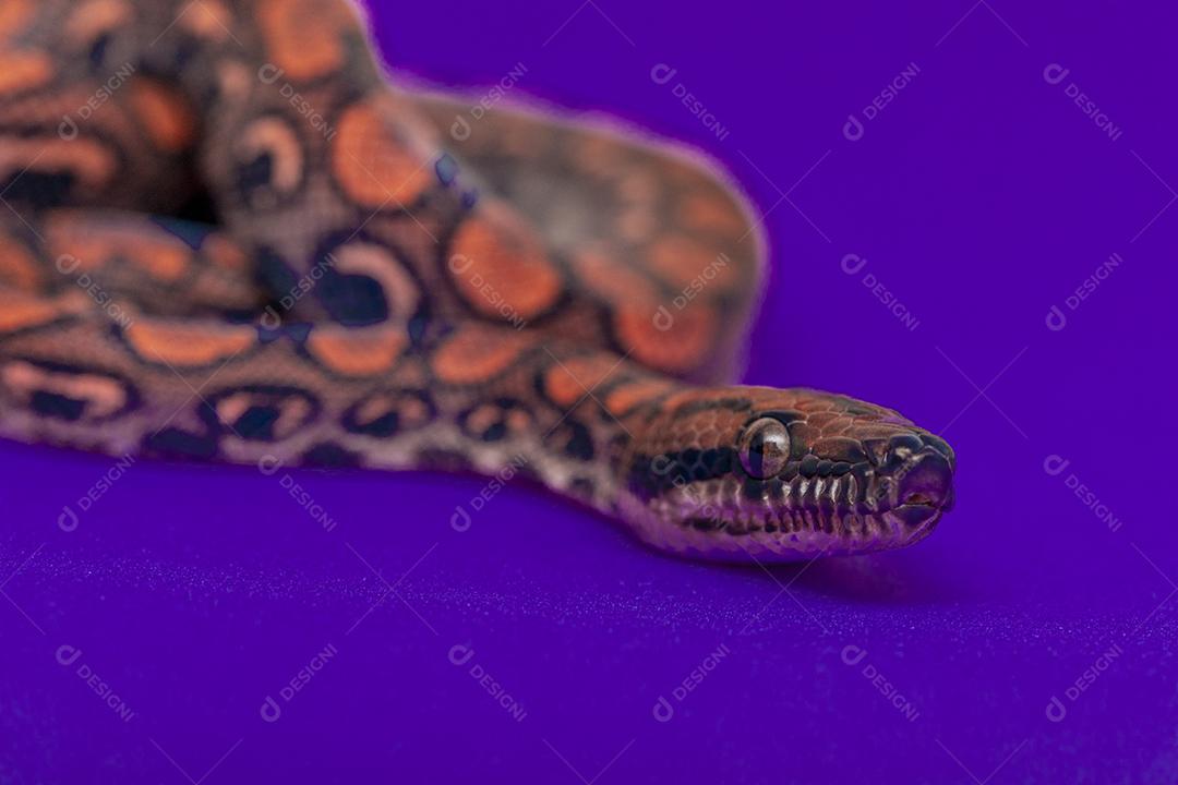 Epicrates cenchria é uma espécie de jibóia endêmica Imagem JPG