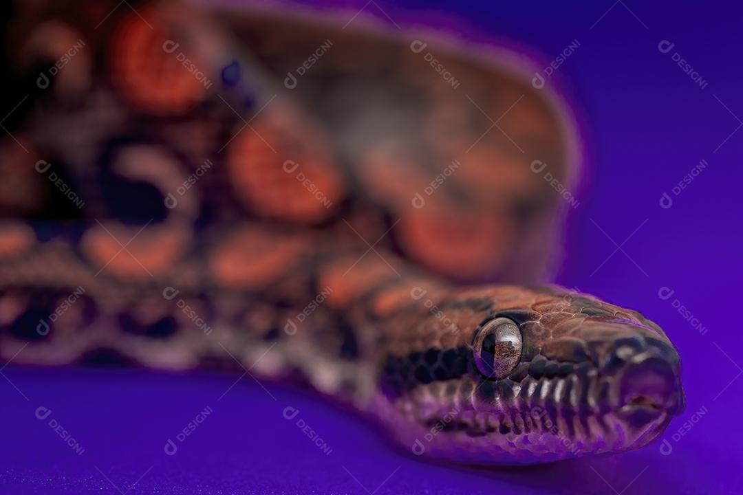 Epicrates cenchria é uma espécie de jibóia endêmica Imagem JPG