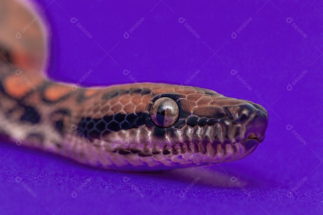 Fotos Epicrates cenchria é uma espécie de jibóia endêmica da América Central e do Sul