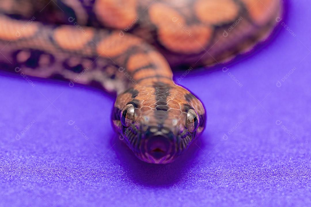 Epicrates cenchria é uma espécie de jibóia endêmica do Centro e do Sul Imagem JPG