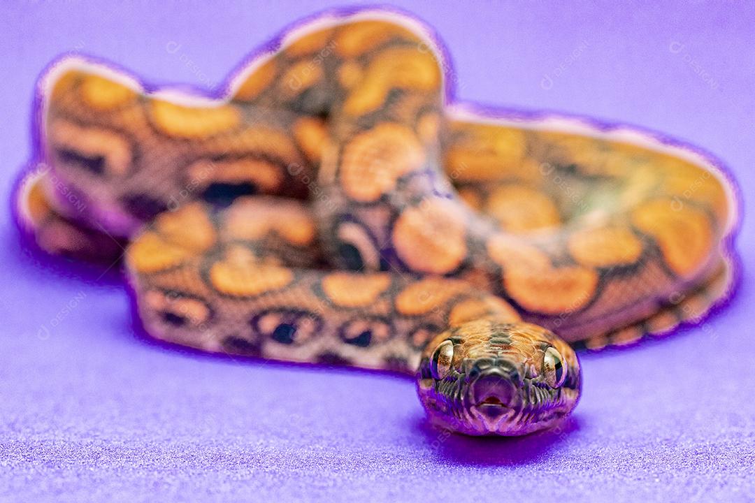 Epicrates cenchria é uma espécie de jibóia endêmica Imagem JPG