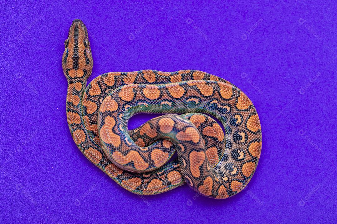 Epicrates cenchria é uma espécie de jibóia endêmica Imagem JPG