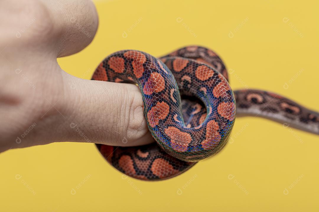 Epicrates cenchria é uma espécie de jibóia endêmica  Na Mão De Pessoa Imagem JPG