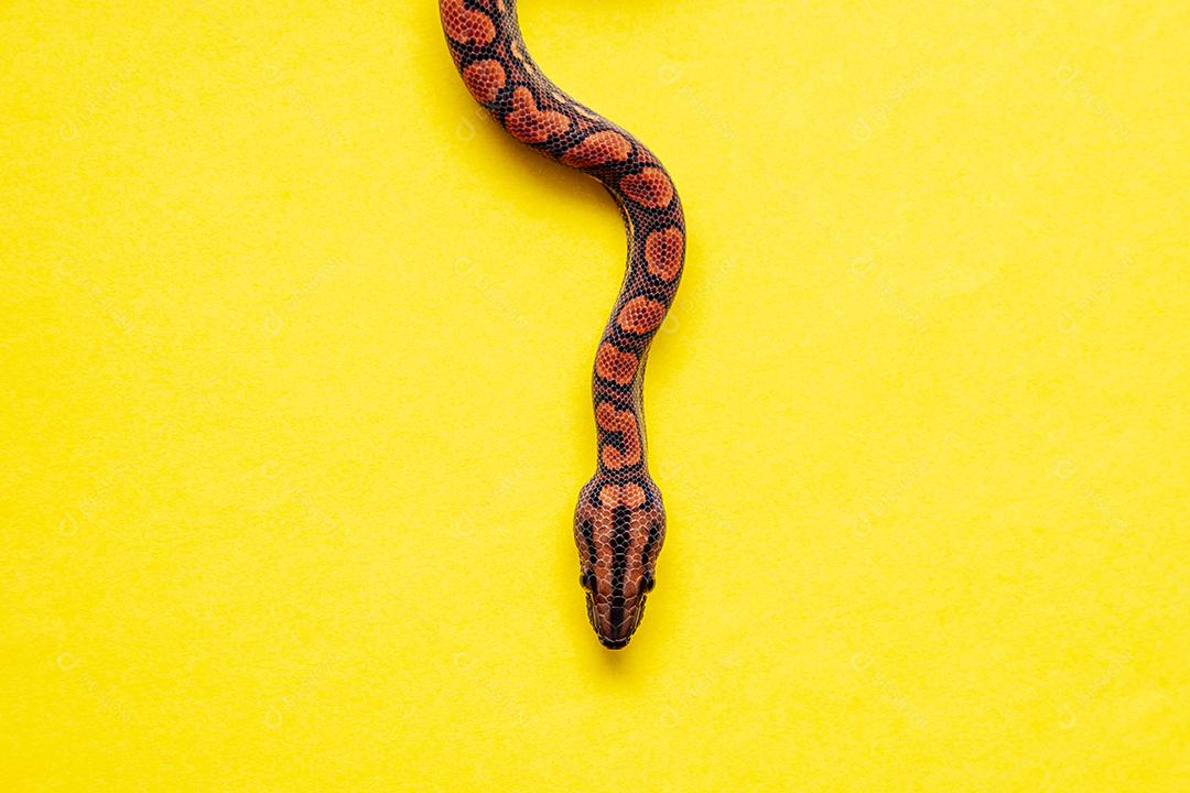 Epicrates cenchria é uma espécie de jibóia endêmica Imagem JPG