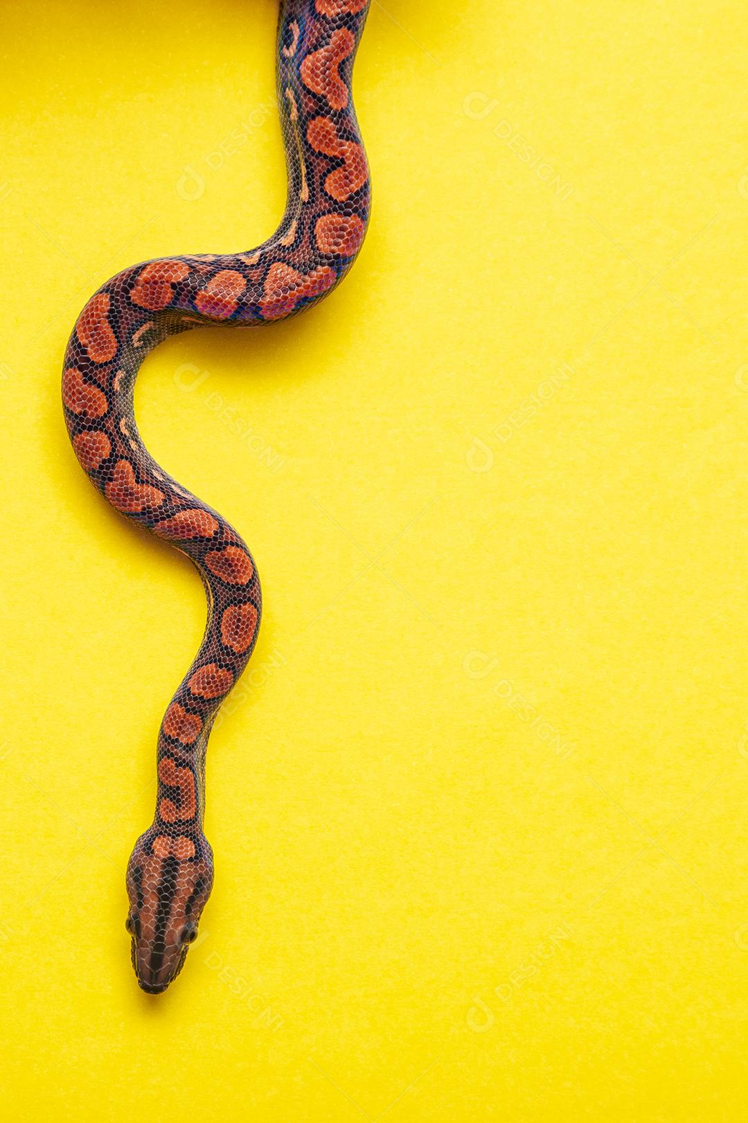 Epicrates cenchria é uma espécie de jibóia endêmica Imagem JPG