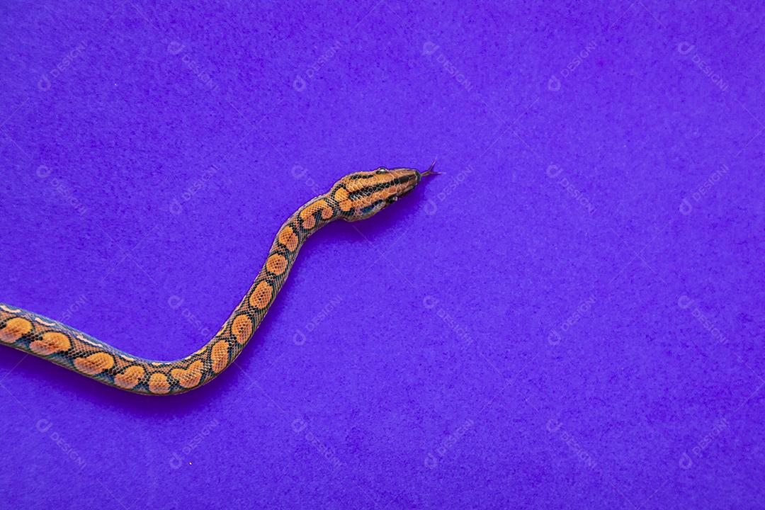 Epicrates cenchria é uma espécie de jibóia endêmica Imagem JPG