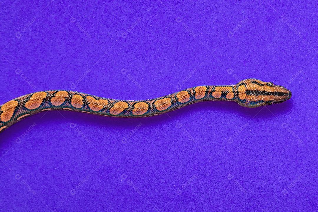 Epicrates cenchria é uma espécie de jibóia endêmica Imagem JPG