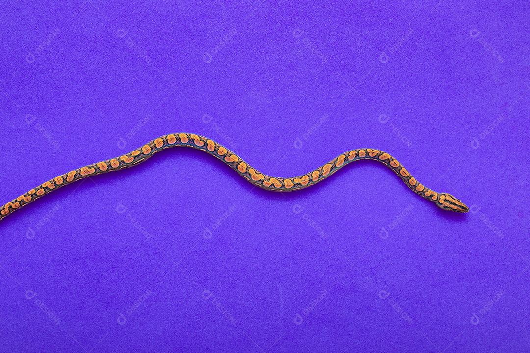 Epicrates cenchria é uma espécie de jibóia endêmica Imagem JPG