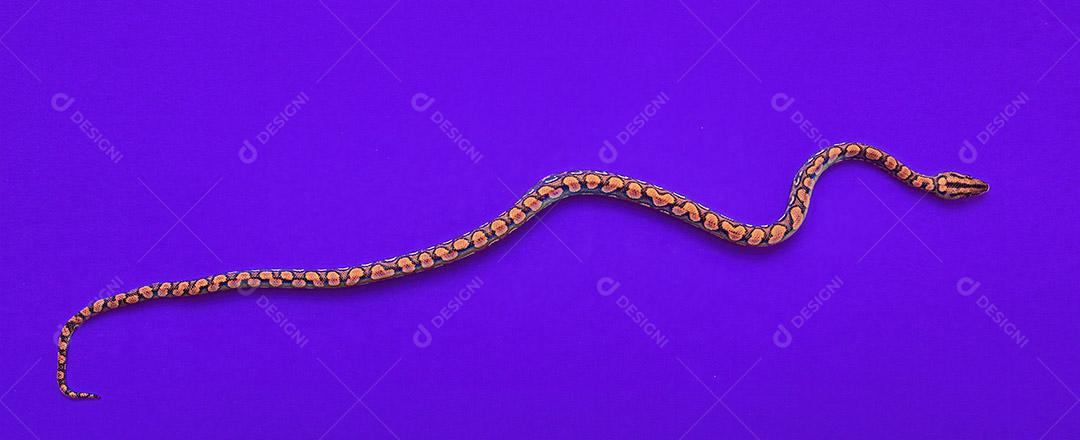 Epicrates cenchria é uma espécie de jibóia endêmica da América Central e do Sul Imagem JPG