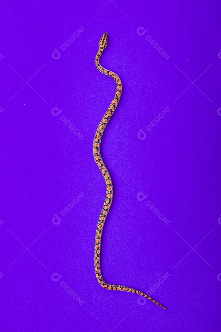 Epicrates cenchria é uma espécie de jibóia endêmica do Centro e do Sul Imagem JPG