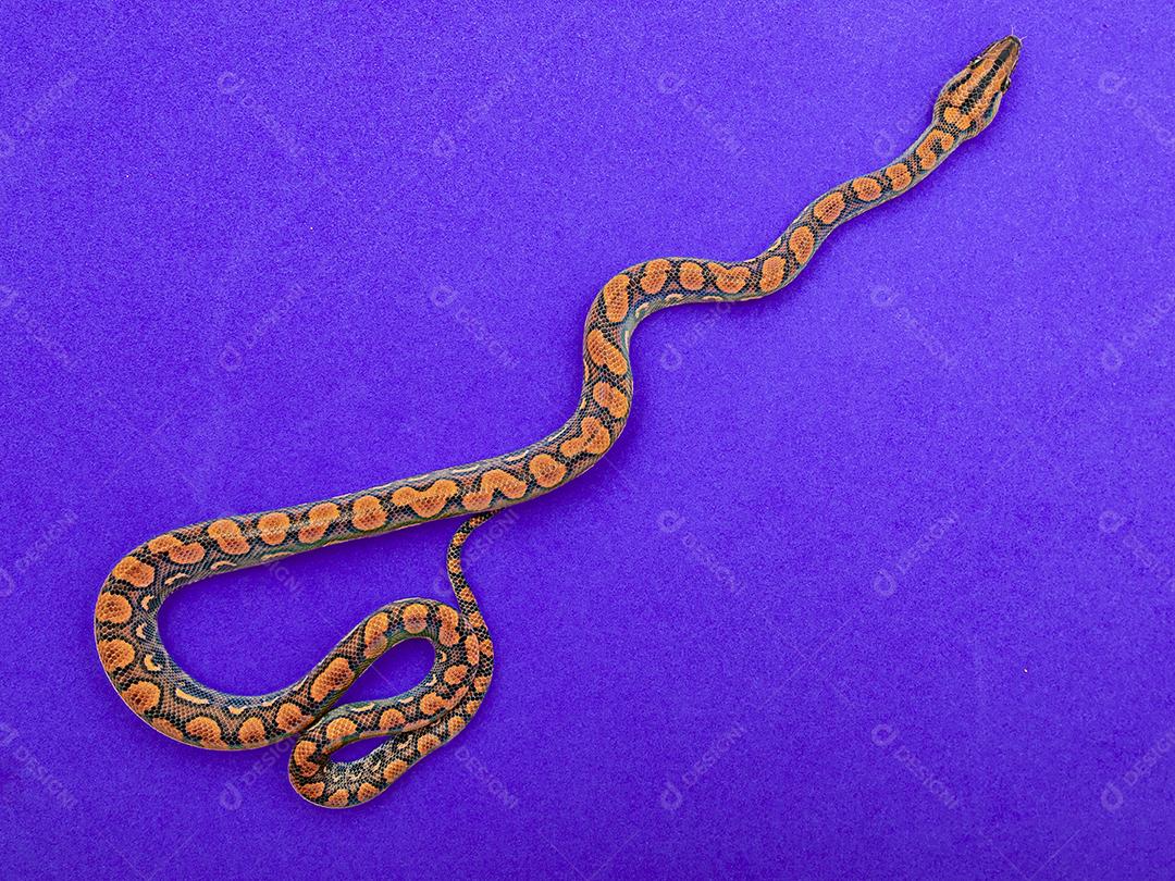 Epicrates cenchria é uma espécie de jibóia endêmica Imagem JPG