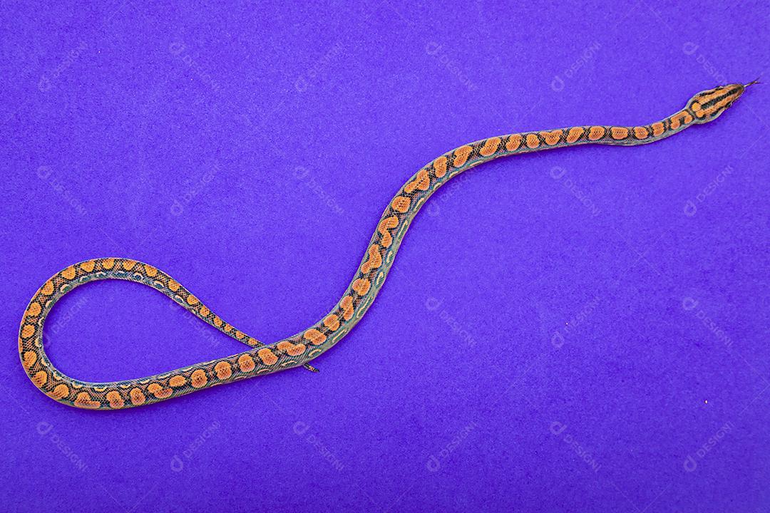 Epicrates cenchria é uma espécie de jibóia endêmica Imagem JPG