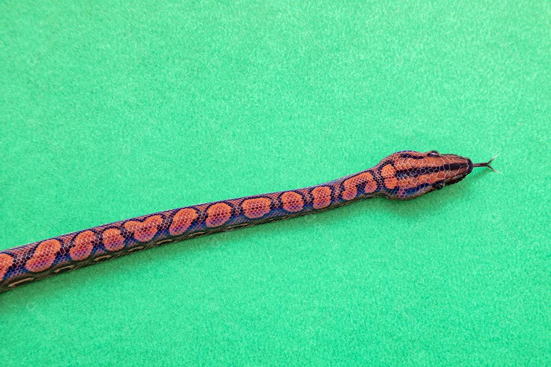 Epicrates cenchria é uma espécie de jibóia endêmica  Na Mão De Pessoa Imagem JPG