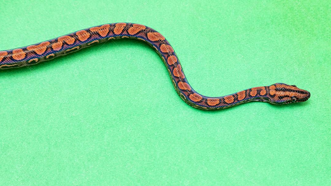 Epicrates cenchria é uma espécie de jibóia endêmica Imagem JPG