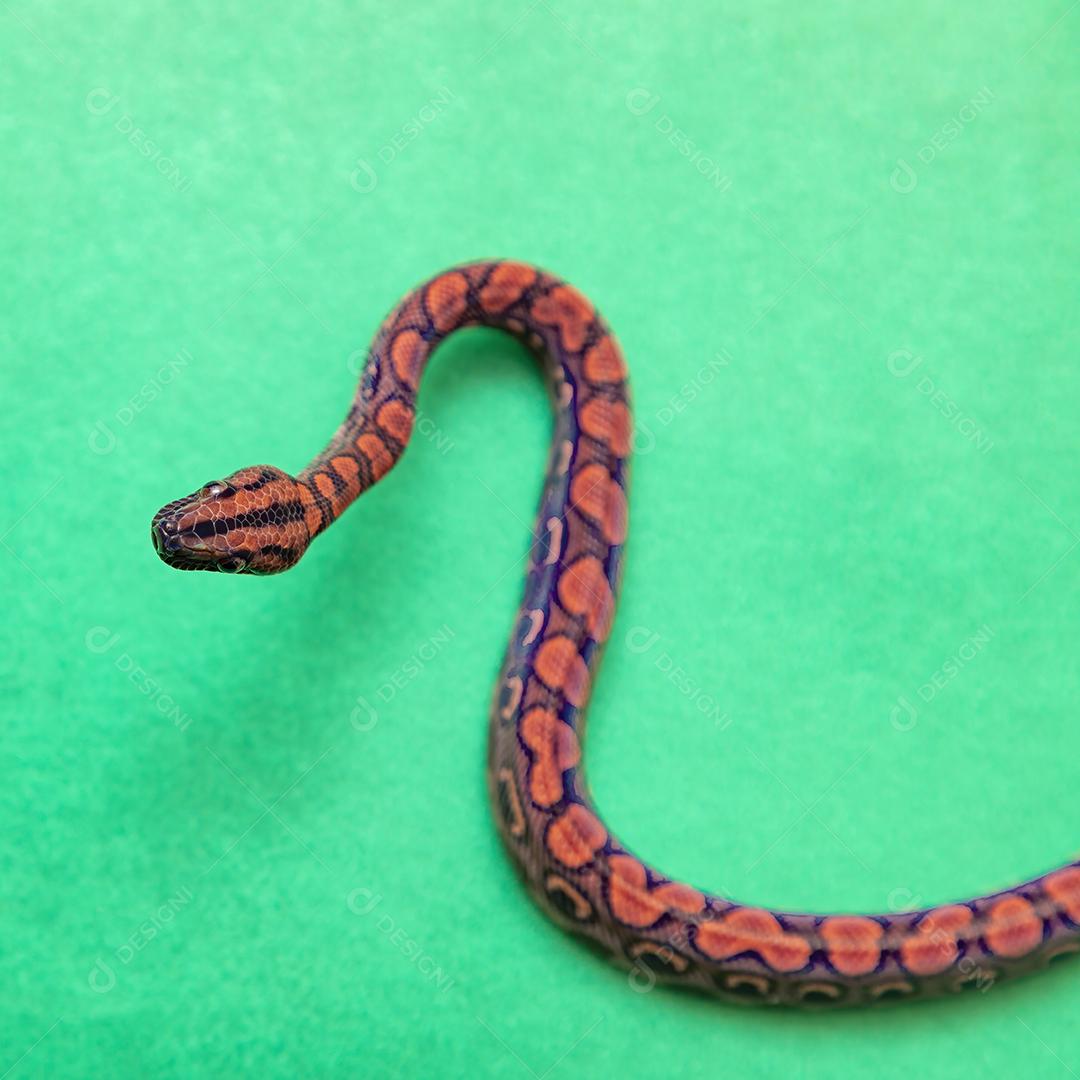 Epicrates cenchria é uma espécie de jibóia endêmica  Na Mão De Pessoa Imagem JPG