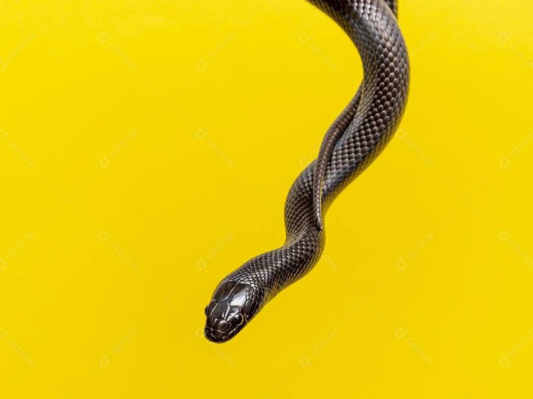 Cobra real negra mexicana Lampropeltis getula nigrita Imagem JPG