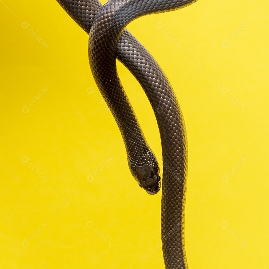 Cobra real negra mexicana Lampropeltis getula nigrita Imagem JPG