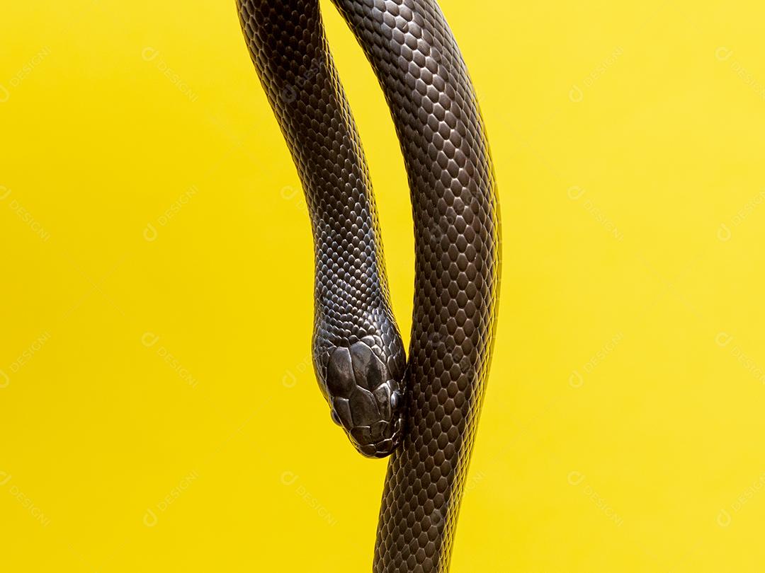 Cobra real negra mexicana Lampropeltis getula nigrita Imagem JPG