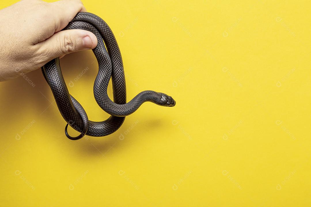 Cobra real negra mexicana Lampropeltis getula nigrita Imagem JPG