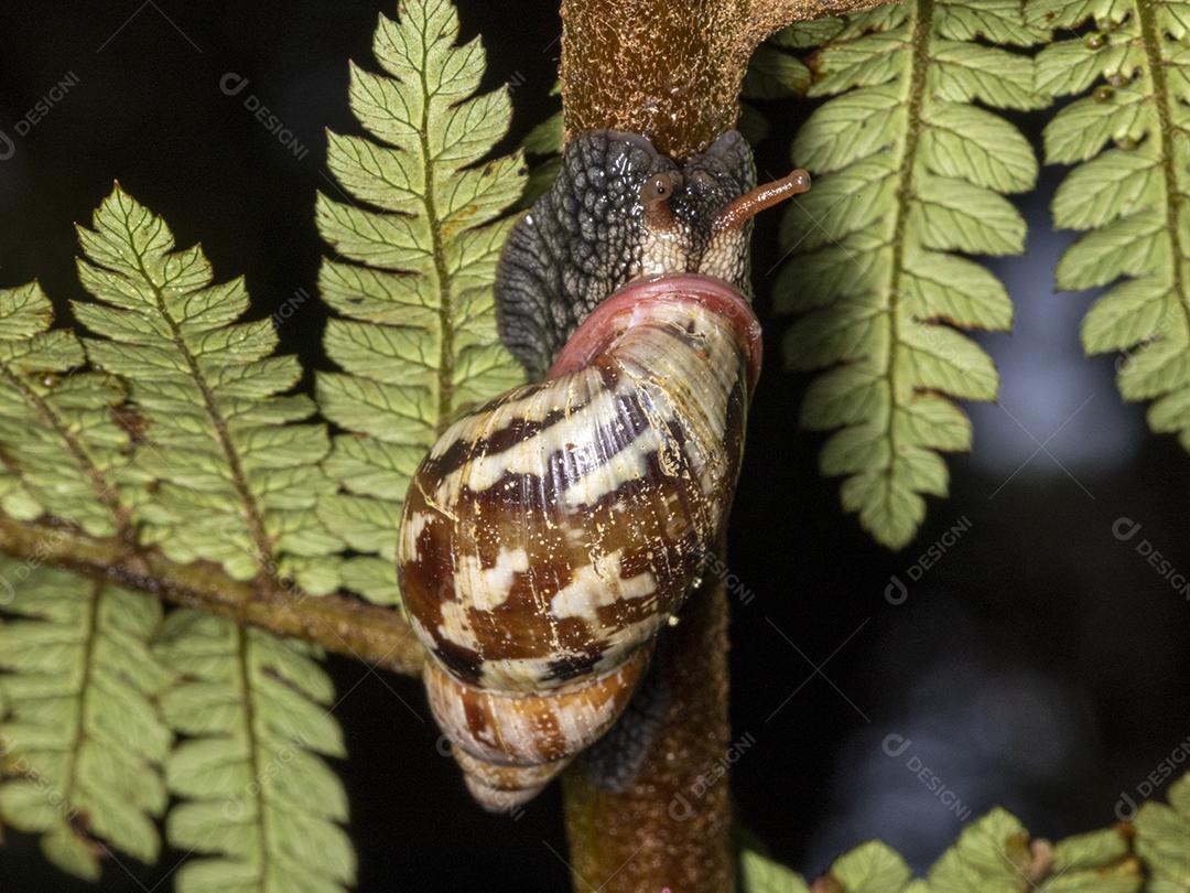 Inseto caracol folhas arvores Imagem JPG