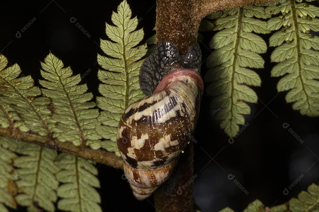 Inseto caracol folhas arvores Imagem JPG