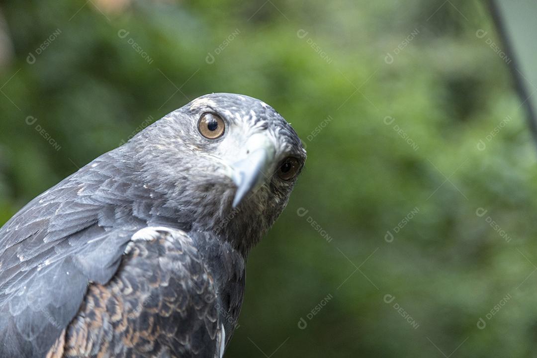 O urubu-de-peito-preto (Geranoaetus melanoleucus) é uma ave de rapina Imagem JPG