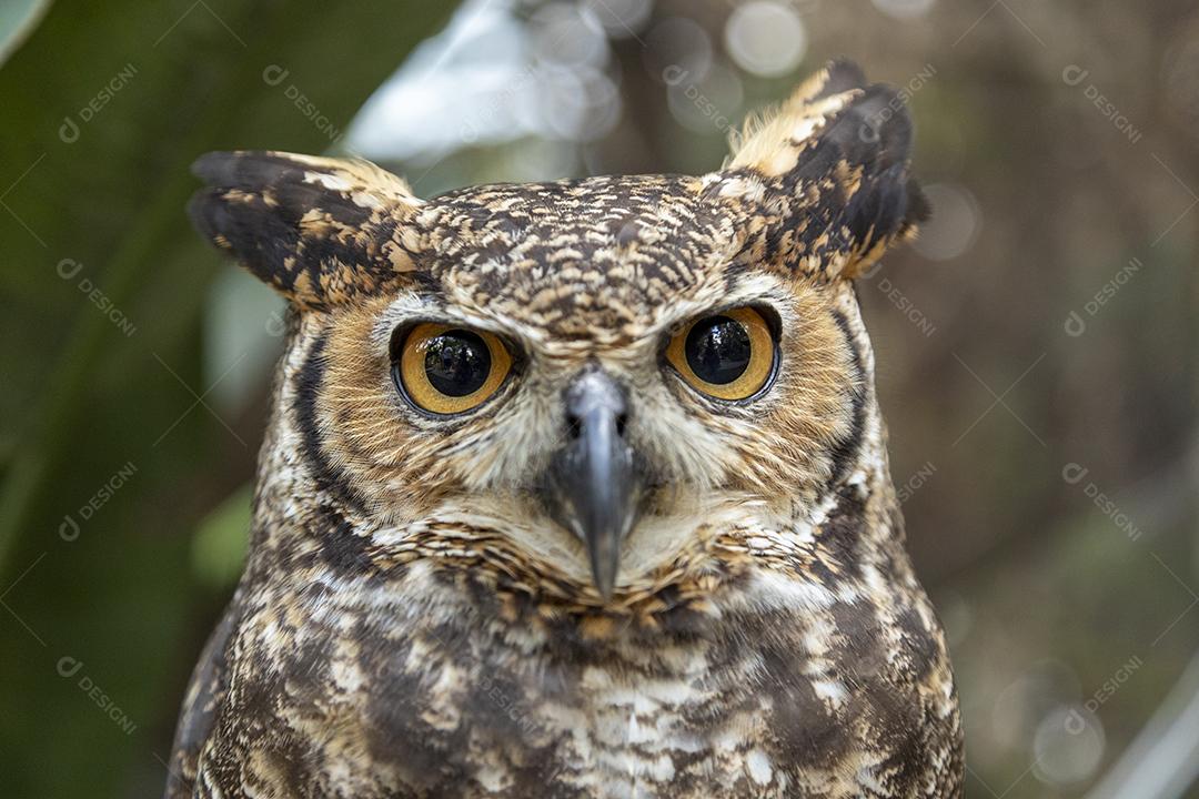 A grande coruja horned (Bubo virginianus), também conhecida como a coruja-tigre Imagem JPG