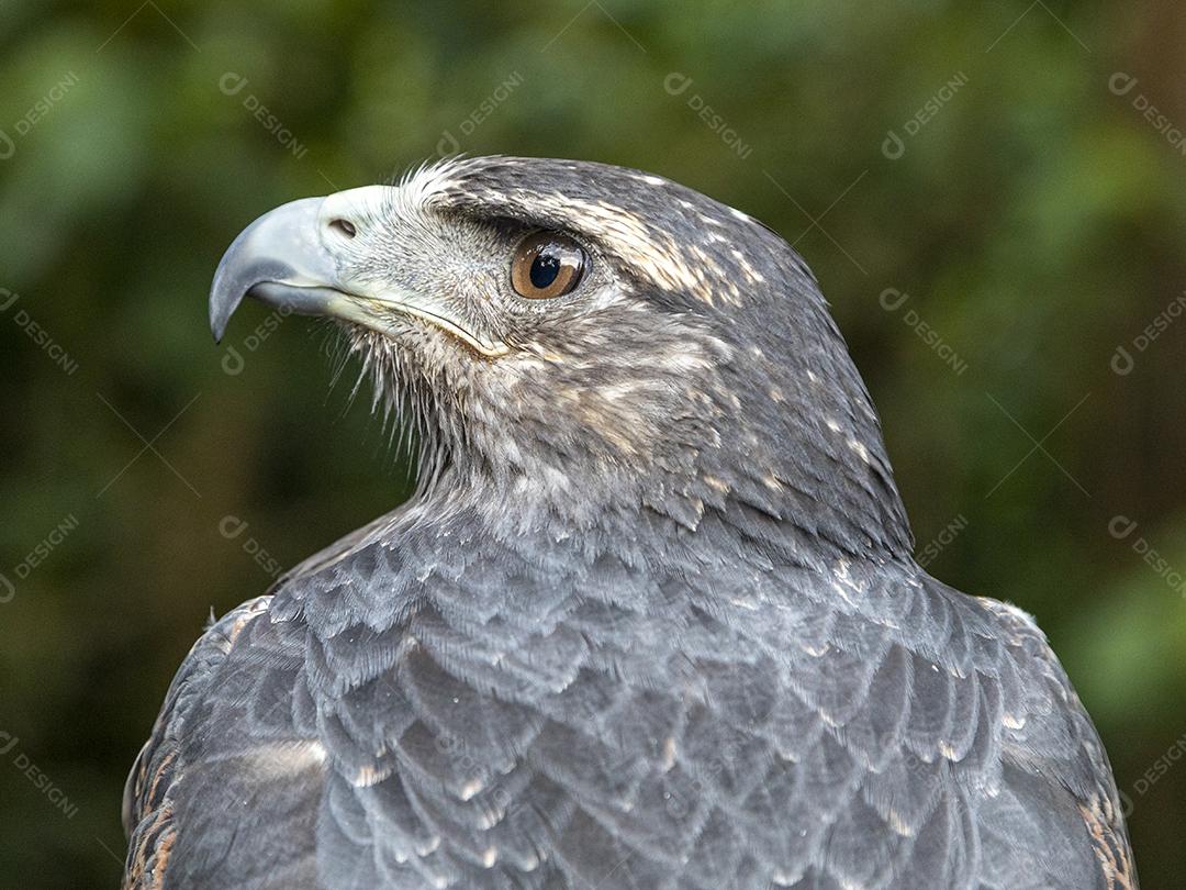 O urubu-de-peito-preto (Geranoaetus melanoleucus) é uma ave de rapina Imagem JPG