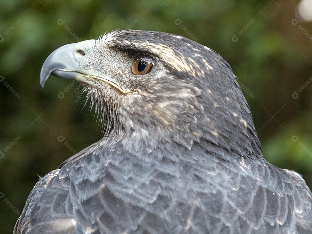 O urubu-de-peito-preto (Geranoaetus melanoleucus) é uma ave de rapina Imagem JPG