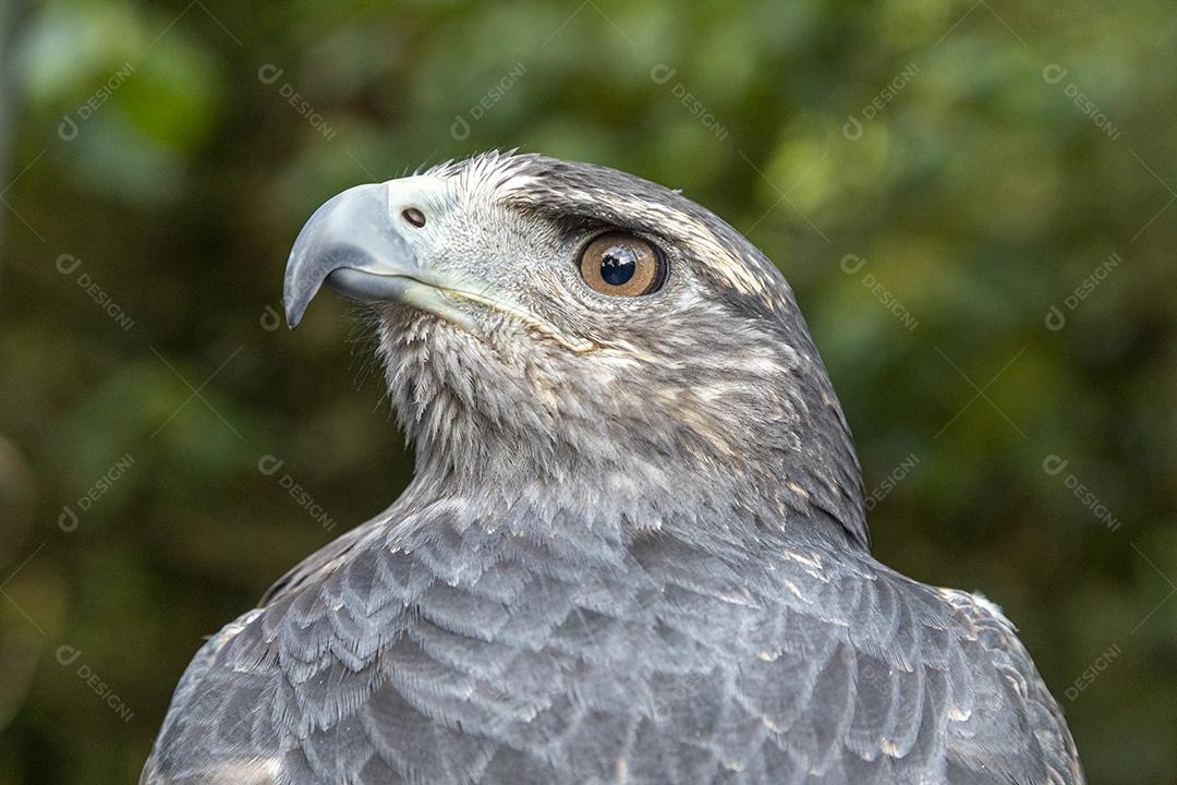 O urubu-de-peito-preto (Geranoaetus melanoleucus) é uma ave de rapina Imagem JPG