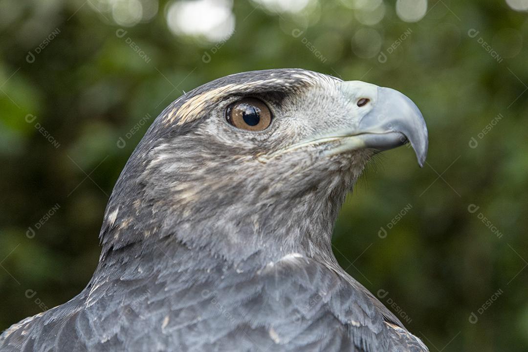 O urubu-de-peito-preto (Geranoaetus melanoleucus) é uma ave de rapina Imagem JPG