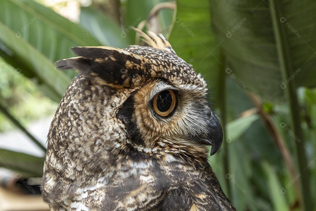 A grande coruja horned (Bubo virginianus), também conhecida como a coruja-tigre Imagem JPG