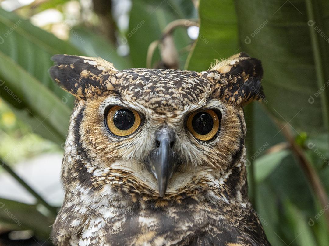 A grande coruja horned (Bubo virginianus), também conhecida como a coruja-tigre Imagem JPG