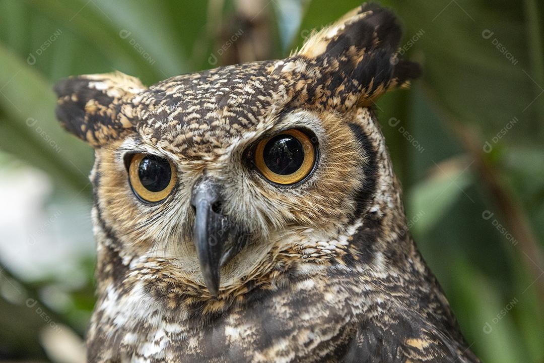 A grande coruja horned (Bubo virginianus), também conhecida como a coruja-tigre Imagem JPG