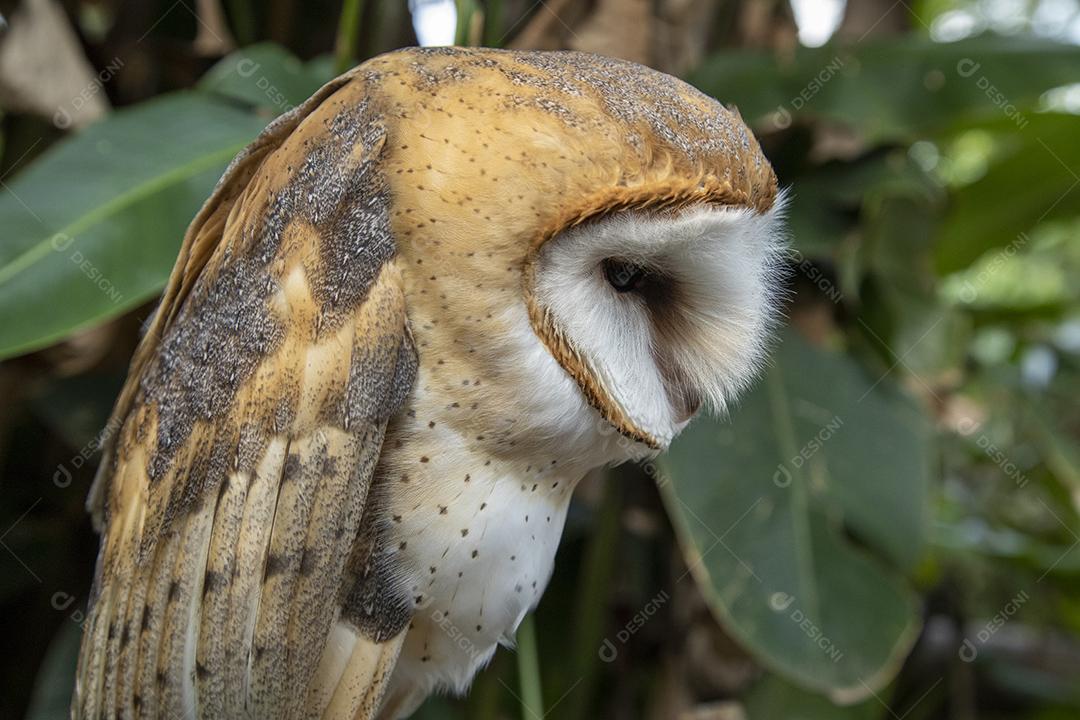 Fotos As corujas-das-torres (família Tytonidae) são uma das duas famílias de corujas