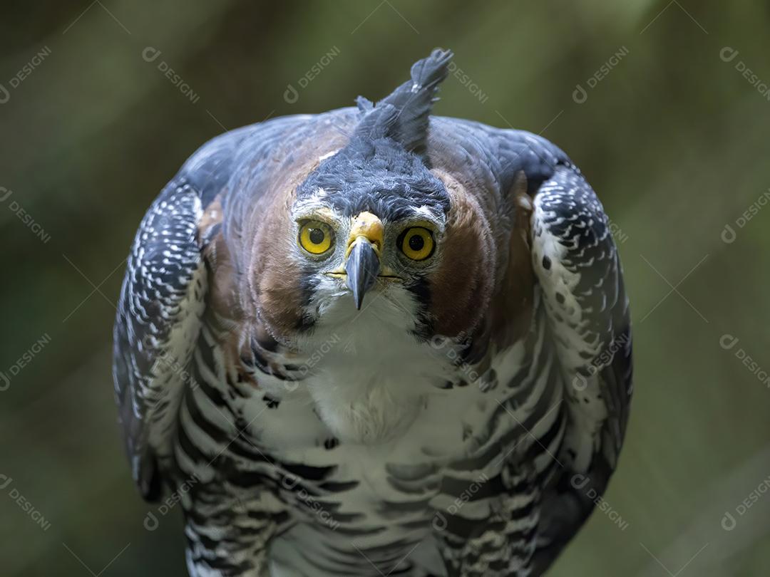 O gavião ornamentado (Spizaetus ornatus) é uma ave de rapina bastante grande Imagem JPG