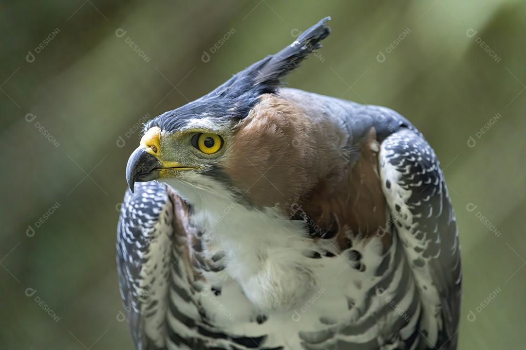 Gavião ornamentado (Spizaetus ornatus) é uma ave de rapina bastante grande Imagem JPG