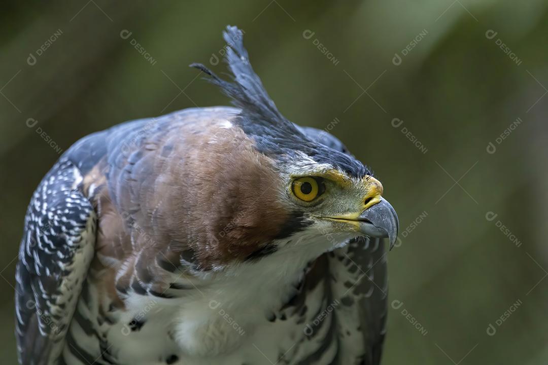 O gavião ornamentado (Spizaetus ornatus) é uma ave de rapina bastante grande Imagem JPG