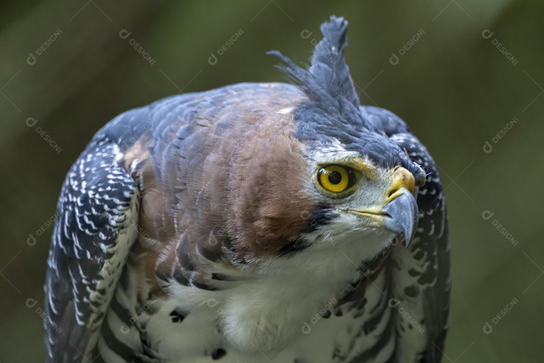 O gavião ornamentado (Spizaetus ornatus) é uma ave de rapina bastante grande Imagem JPG