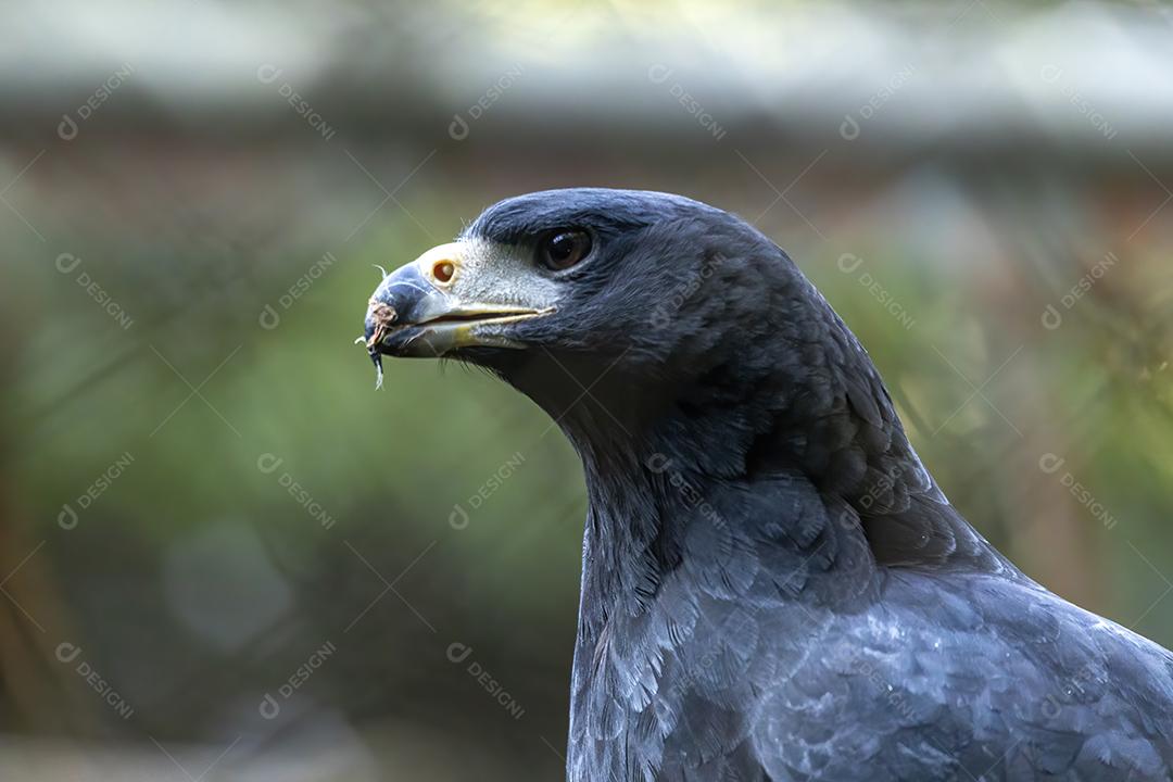 Passaros aves grande falcão preto adulto Imagem JPG