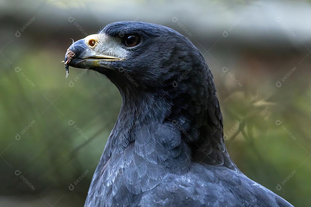 Passaros aves grande falcão preto adulto Imagem JPG