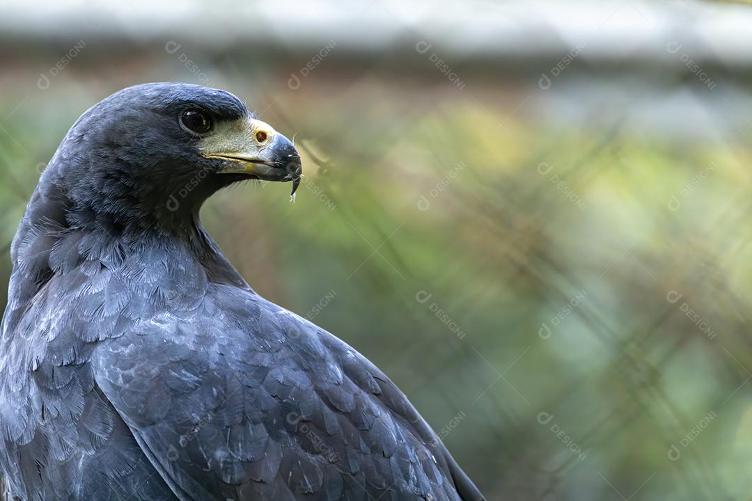 Passaro aves grande falcão preto adulto Imagem JPG