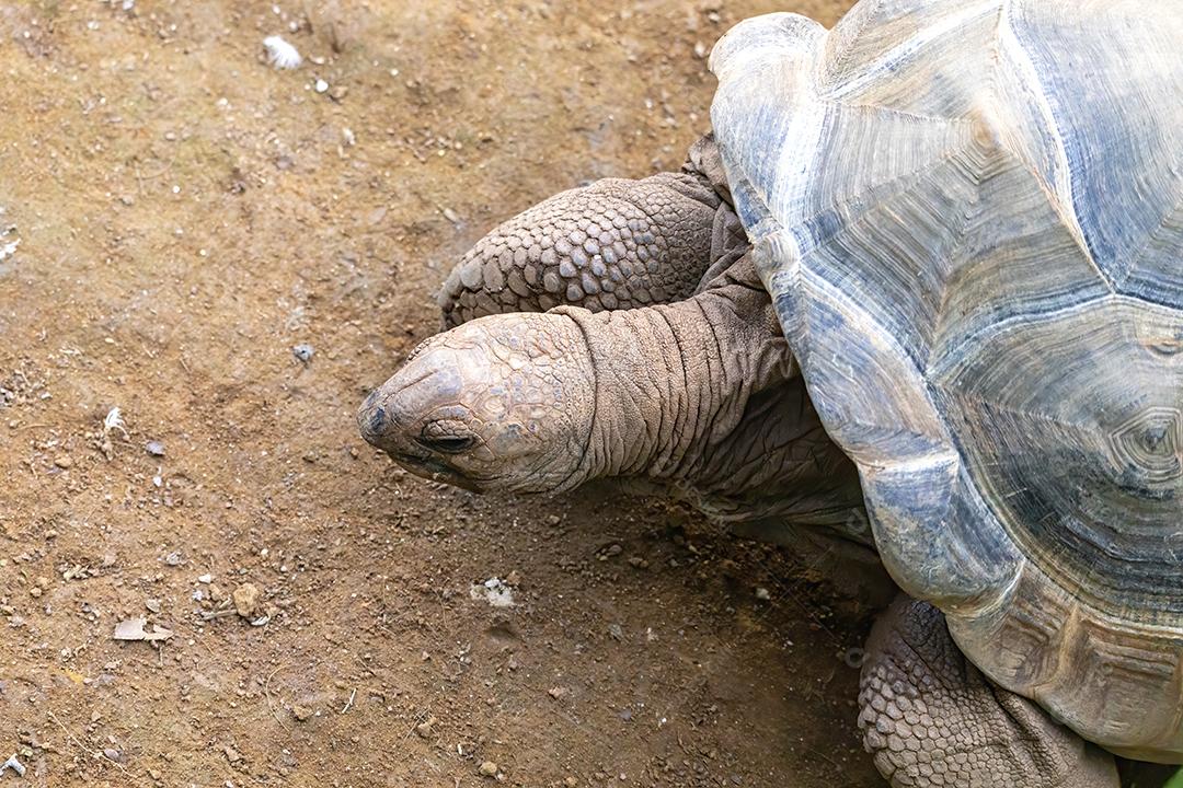 Tartaruga tomando banho de sol em terra Imagem JPG
