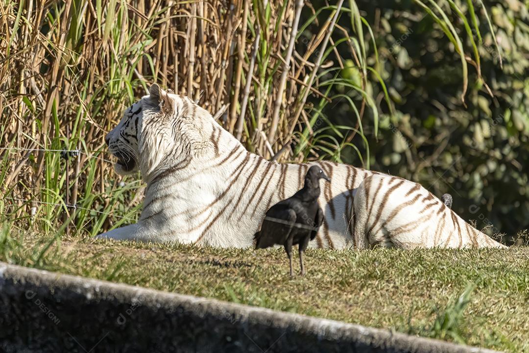 White Panthera tigris tigris é a subespécie de tigre nativa da Ásia continental Imagem JPG