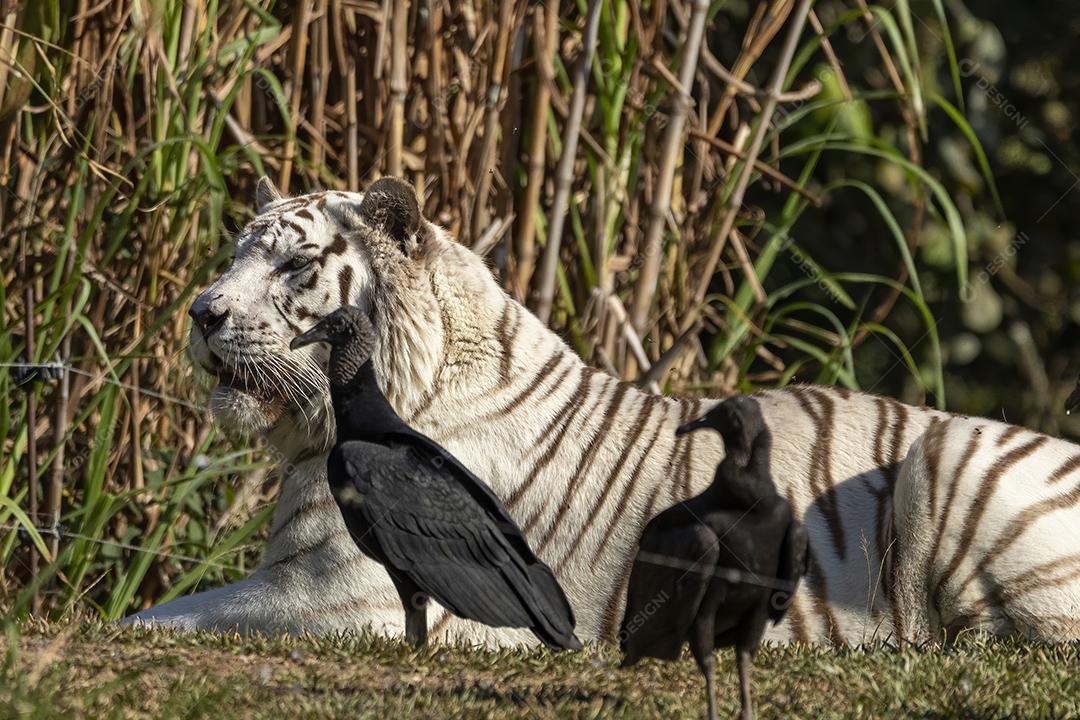 White Panthera tigris tigris é a subespécie de tigre nativa da Ásia continental Imagem JPG