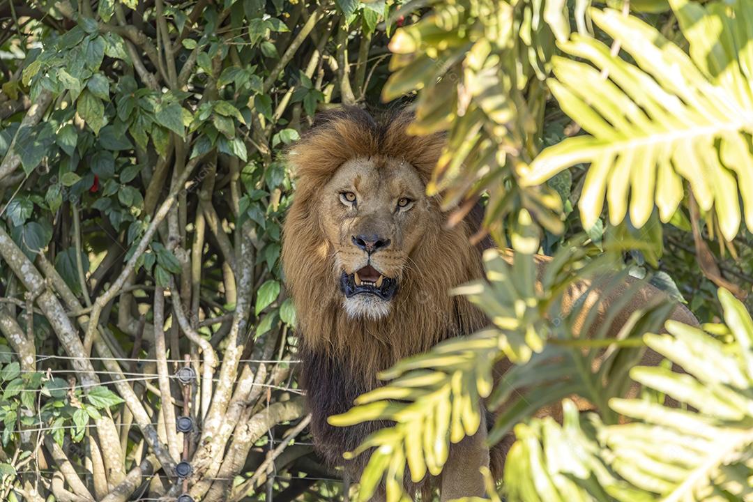 Extremo close-up em leão na floresta Imagem JPG