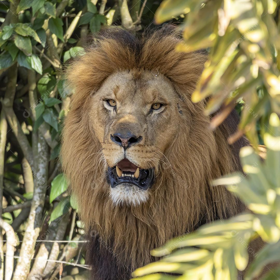 Extremo close-up em leão na floresta Imagem JPG